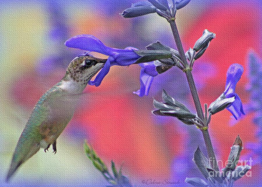 Hummingbird Photograph - Humming My Cares Away by Debra Straub