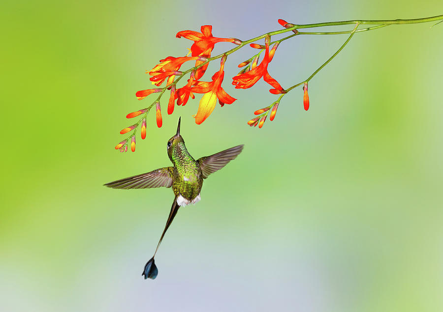Hummingbird , Booted Racket-tail Photograph by Kencanning