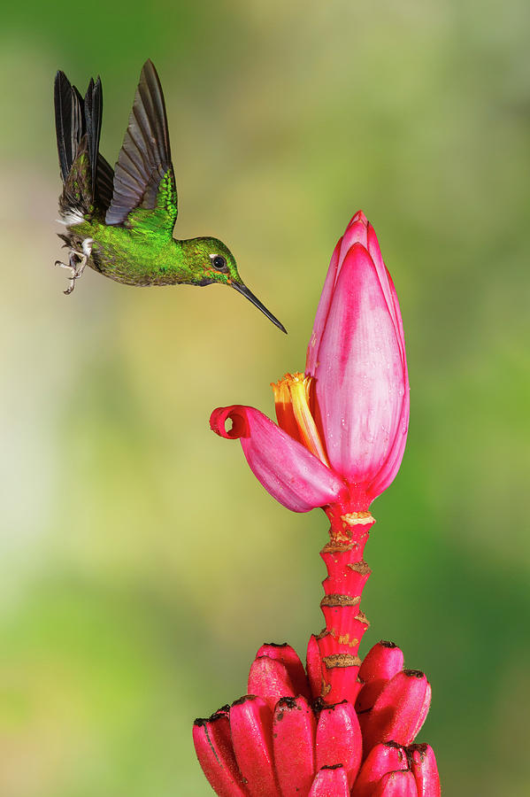Hummingbird , Green-crowned Brilliant Photograph by Kencanning
