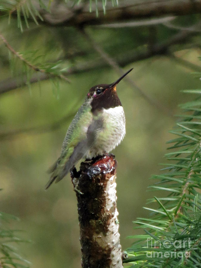 Hummingbird 01 Photograph by Chris Anderson