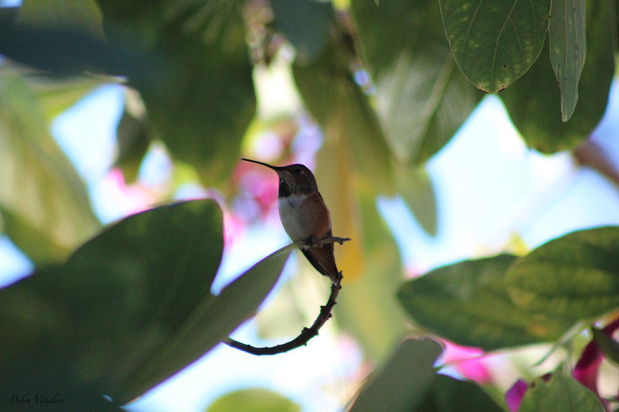 Hummingbird 1 Photograph by Debra     Vatalaro