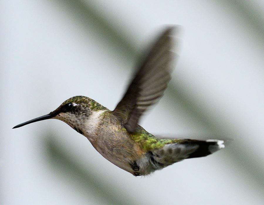 Hummingbird 1 Photograph by Bonfire Photography