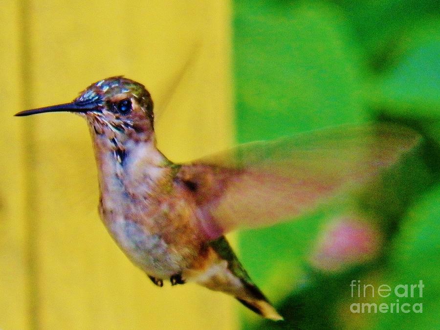 Hummingbird 1 Photograph by Judy Via-Wolff
