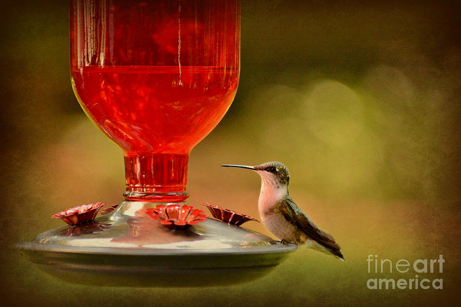 Hummingbird 1 Photograph by Kelly Nowak