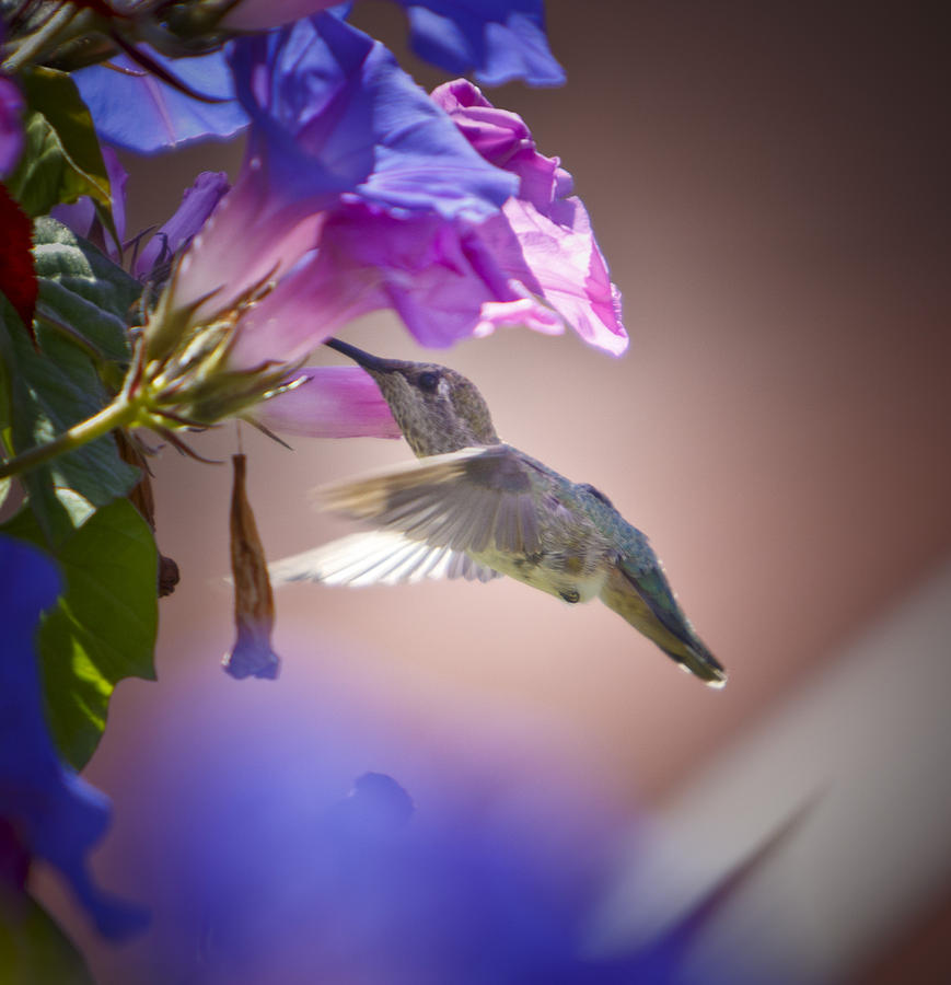 Hummingbird Photograph - Hummingbird 1 by Her Arts Desire