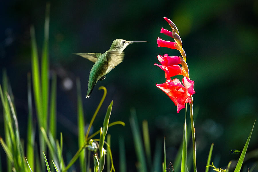 Hummingbird 1 Photograph by Steven Llorca