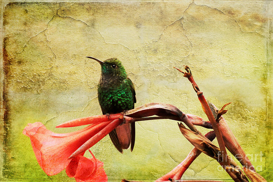 Hummingbird Photograph - Hummingbird 1 by Teresa Zieba