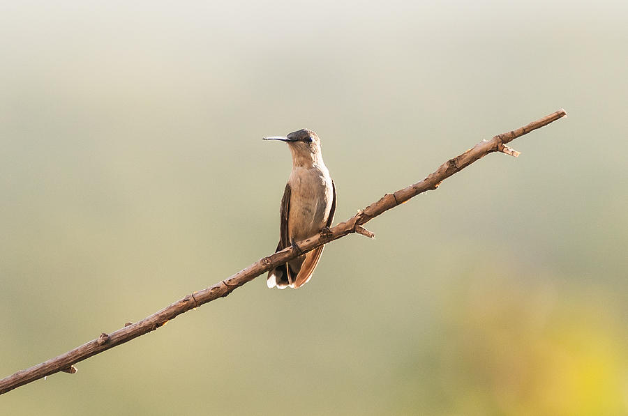 Hummingbird 1 Photograph by Victor Culpepper