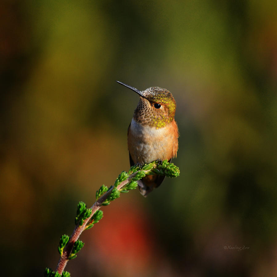 Hummingbird 1 Photograph by Xueling Zou