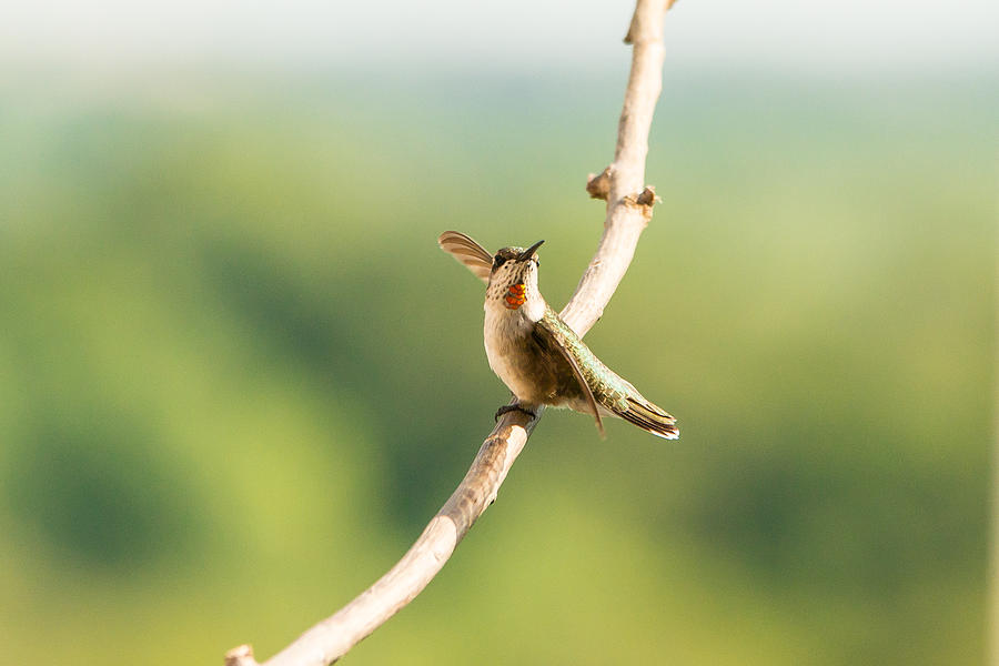 Hummingbird 11 Photograph by Victor Culpepper