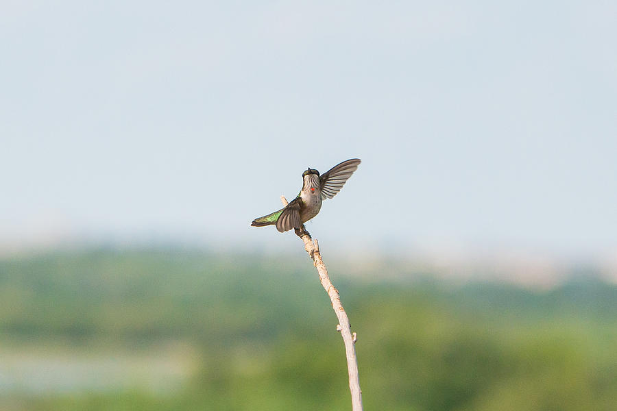 Hummingbird 12 Photograph by Victor Culpepper