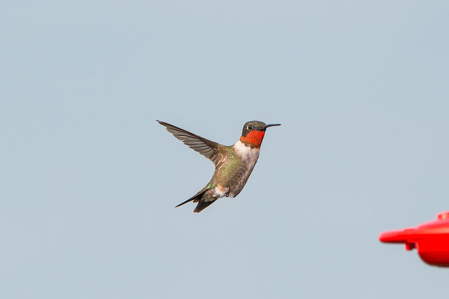 Hummingbird 14 Photograph by Victor Culpepper