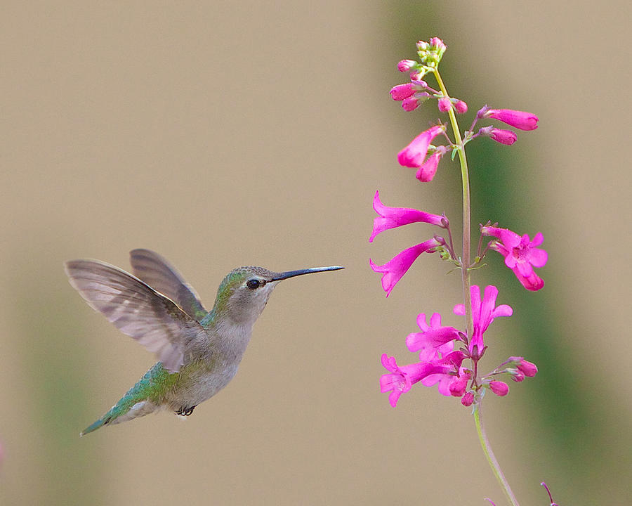 Hummingbird 15 Photograph by Dean Mayo - Fine Art America