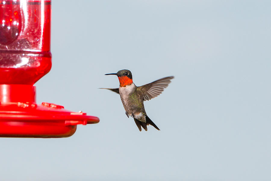 Hummingbird 15 Photograph by Victor Culpepper