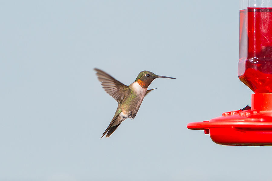Hummingbird 16 Photograph by Victor Culpepper