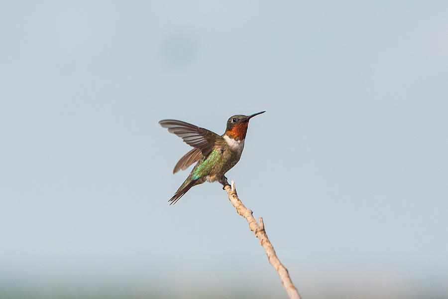 Hummingbird 17 Photograph by Victor Culpepper