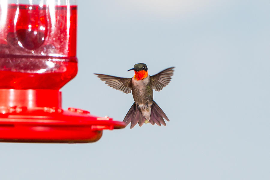 Hummingbird 19 Photograph by Victor Culpepper