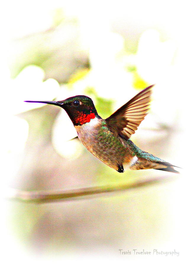 Hummingbird - 1st for 2013 Photograph by Travis Truelove