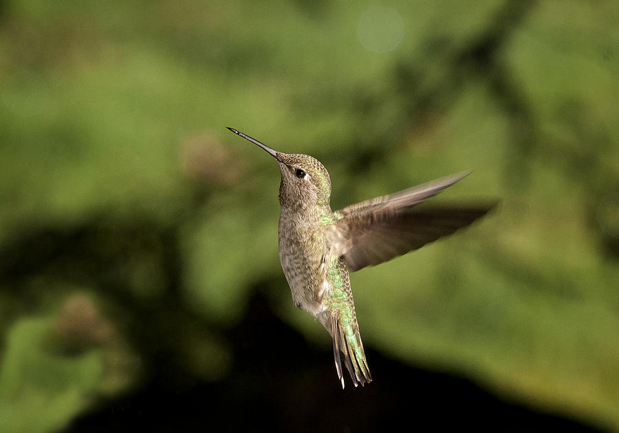 Hummingbird 2 Photograph by Betty Depee