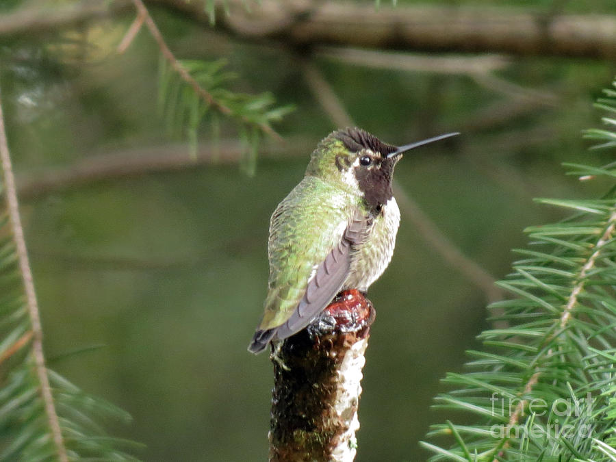 Hummingbird 2 Photograph by Chris Anderson