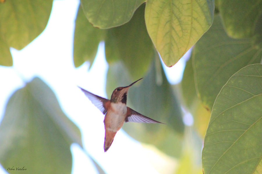 Hummingbird 2 Photograph by Debra     Vatalaro