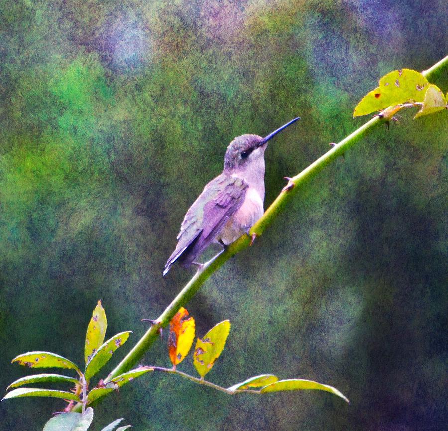 Hummingbird 2 Photograph by Deena Stoddard