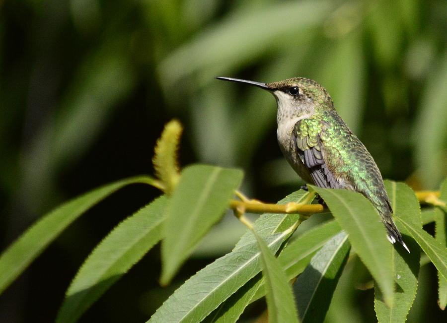 Hummingbird 2 Photograph by Bonfire Photography