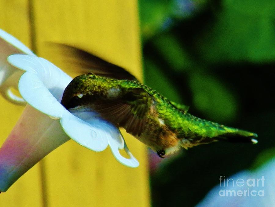 Hummingbird 2 Photograph by Judy Via-Wolff