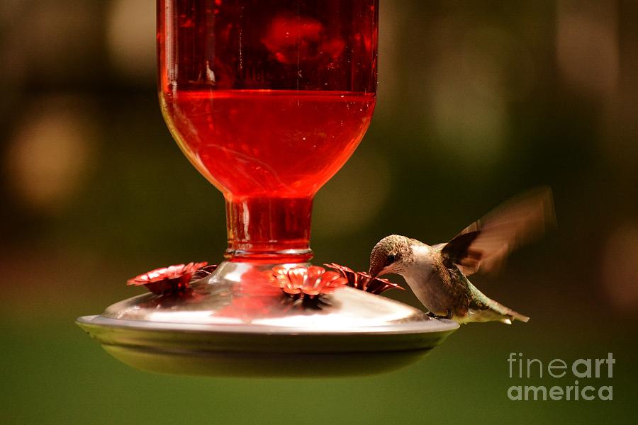 Hummingbird 2 Photograph by Kelly Nowak