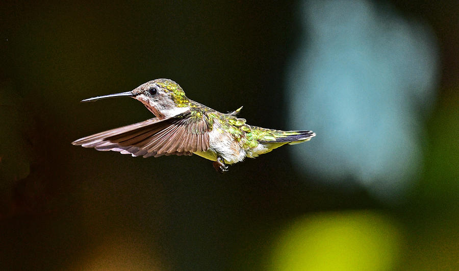 Hummingbird 20 Photograph by Jim Boardman