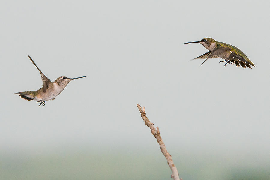 Hummingbird 21 Photograph by Victor Culpepper