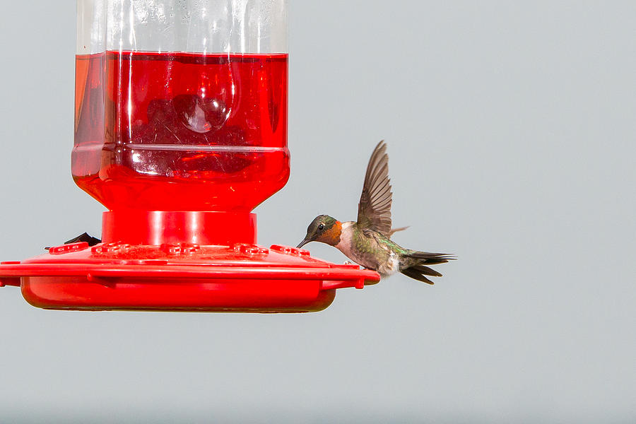 Hummingbird 22 Photograph by Victor Culpepper