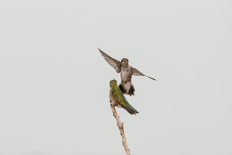 Hummingbird 24 Photograph by Victor Culpepper
