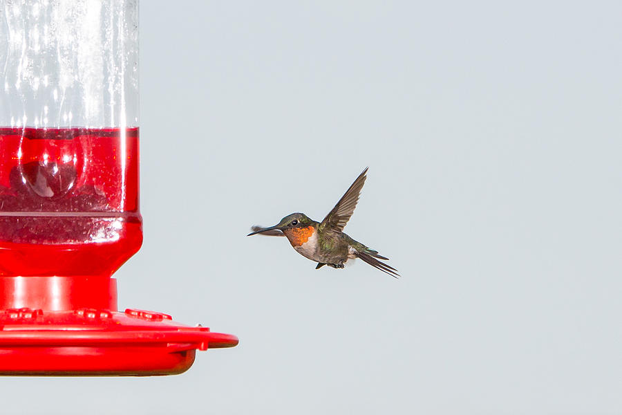 Hummingbird 25 Photograph by Victor Culpepper