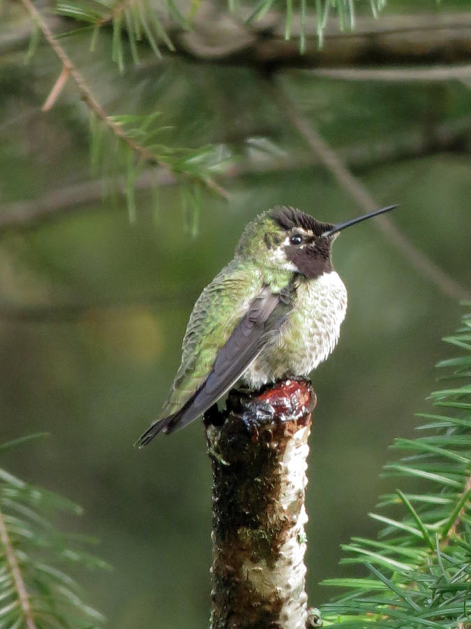 Hummingbird 3 Photograph by Chris Anderson