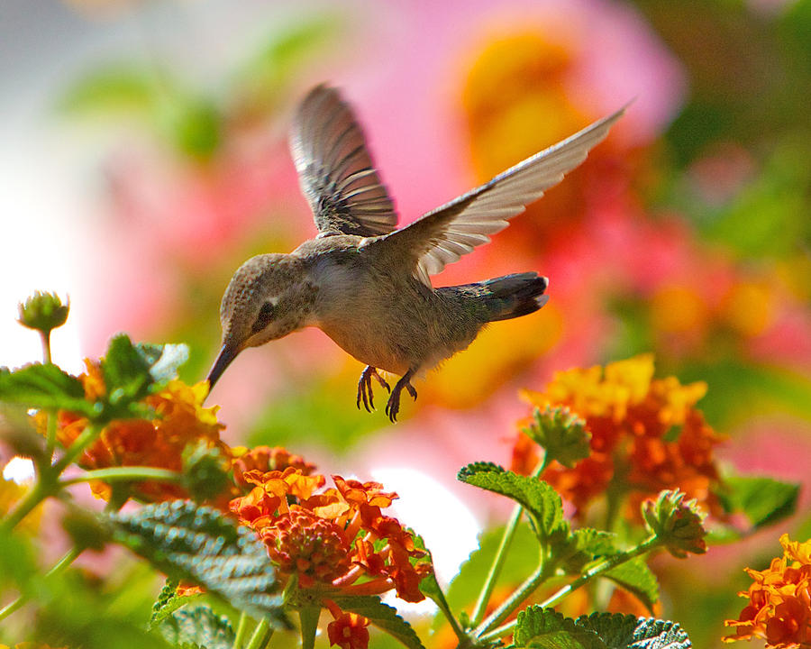 Hummingbird 3 Photograph by Dean Mayo - Fine Art America