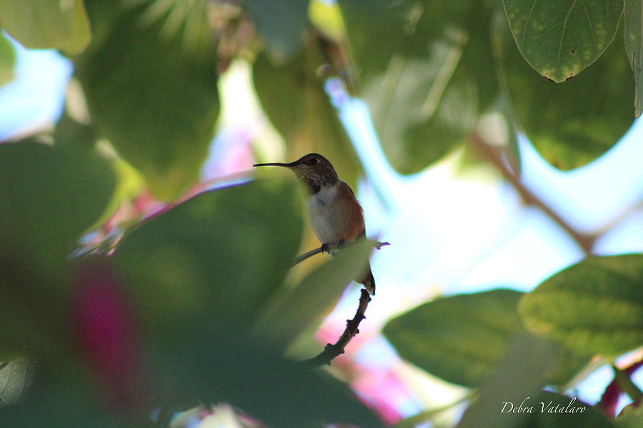 Hummingbird 3 Photograph by Debra     Vatalaro