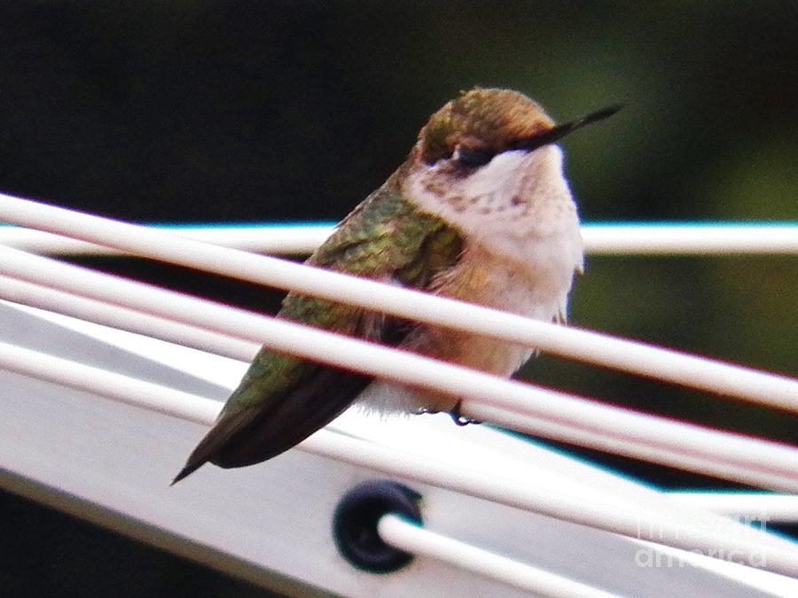 Hummingbird 3 Photograph by Judy Via-Wolff