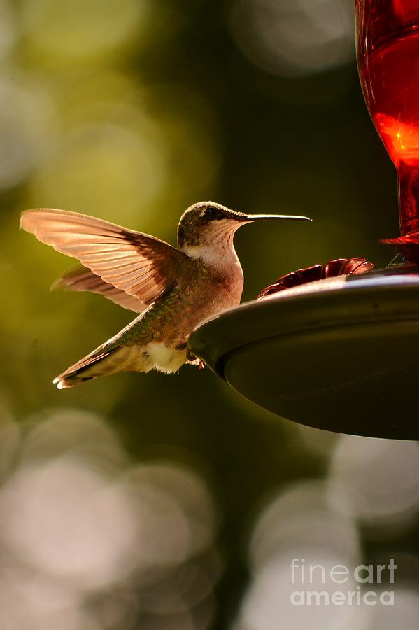 Hummingbird 3 Photograph by Kelly Nowak