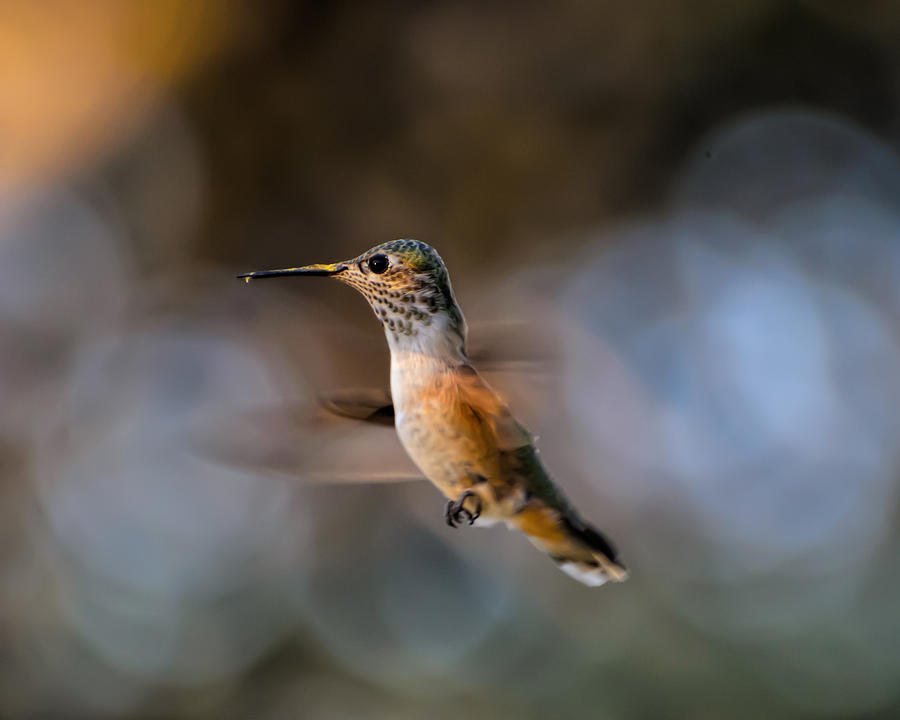 Hummingbird #3 Photograph by Lonnie Wooten | Fine Art America