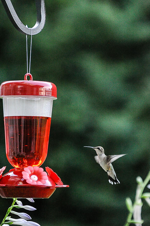 Hummingbird Photograph - Hummingbird 3 by All Around The World