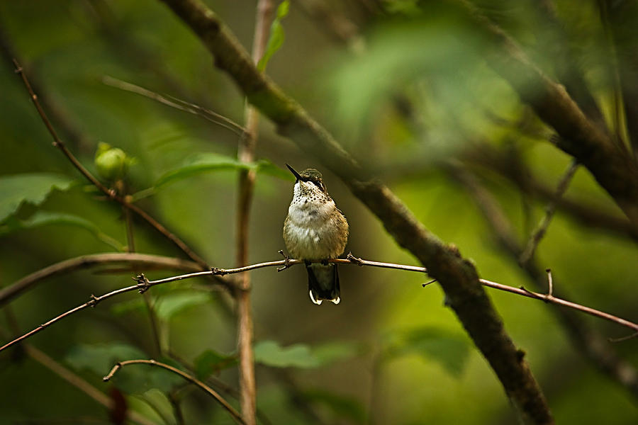 Hummingbird 3 Photograph by Tammy Schneider
