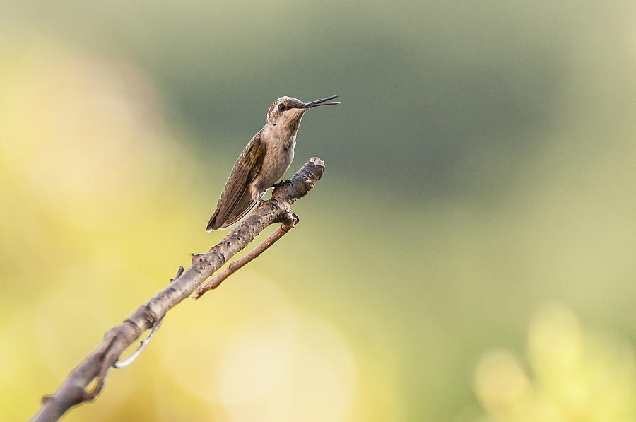 Hummingbird 3 Photograph by Victor Culpepper