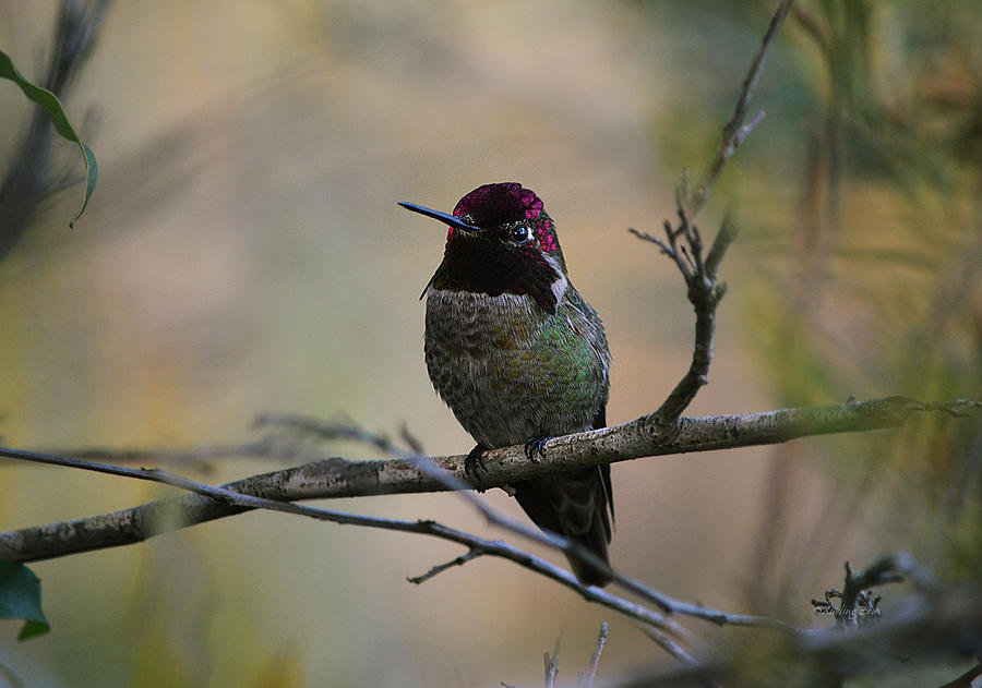 Hummingbird 3 Photograph by Xueling Zou