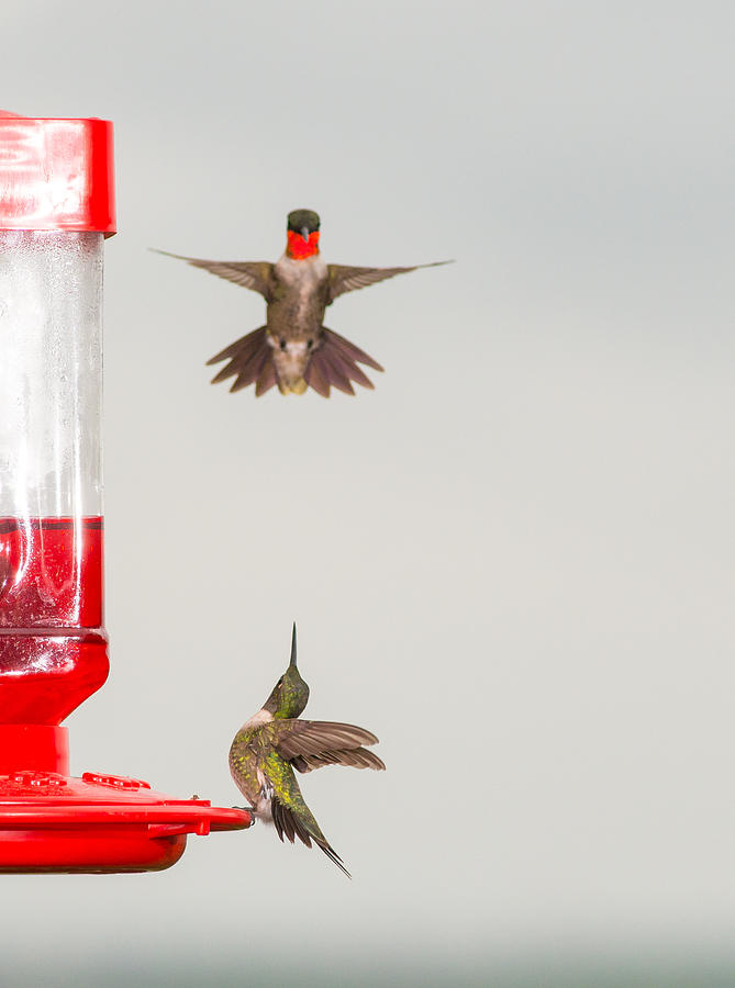 Hummingbird 30 Photograph by Victor Culpepper