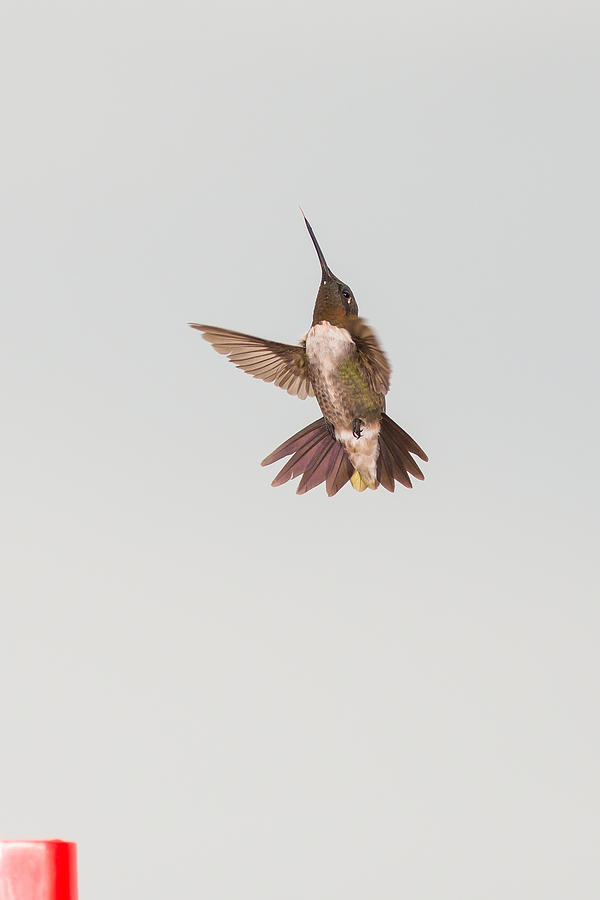 Hummingbird 32 Photograph by Victor Culpepper