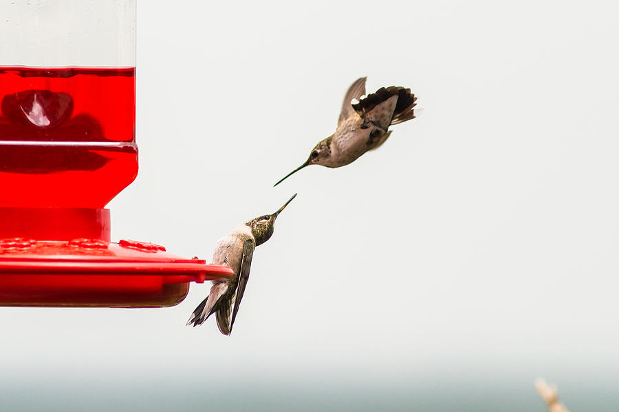 Hummingbird 35 Photograph by Victor Culpepper