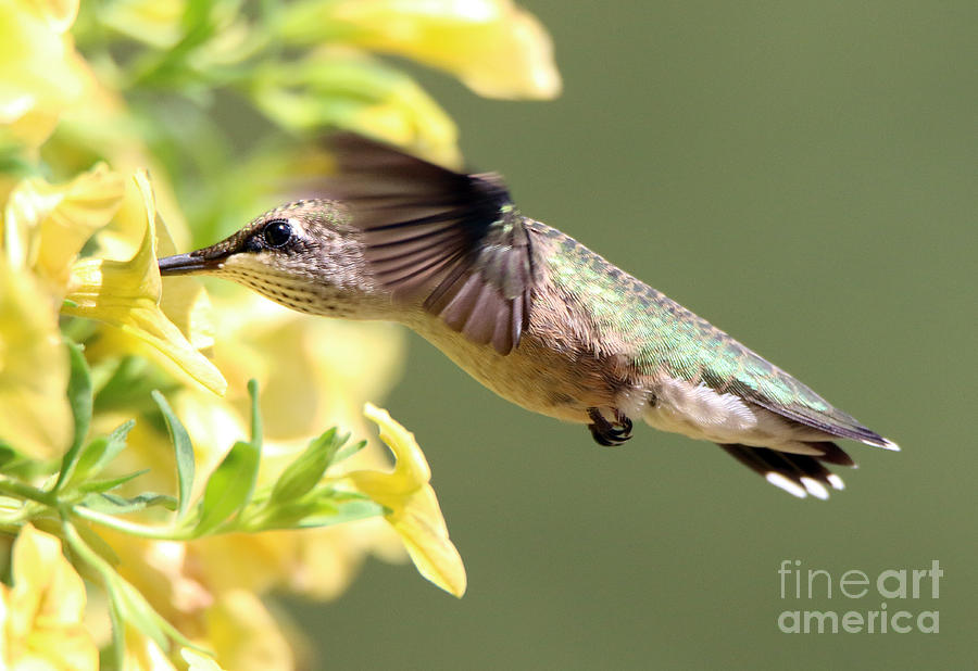 Hummingbird 3725 Photograph by Jack Schultz
