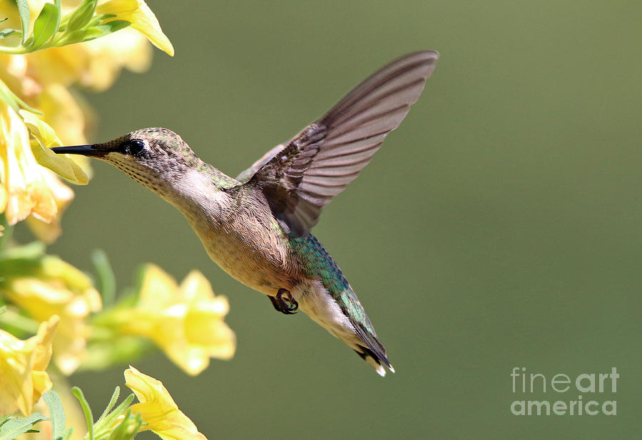 Hummingbird 3731 Photograph by Jack Schultz