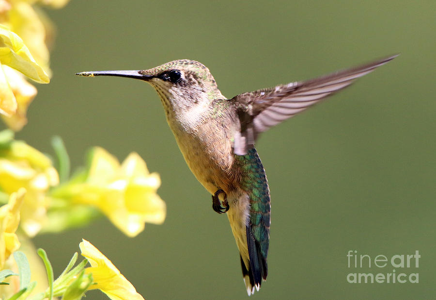 Hummingbird 3732 Photograph by Jack Schultz